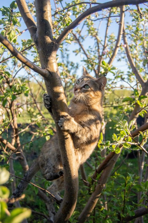 a cat climbing up a tree branch in a forest