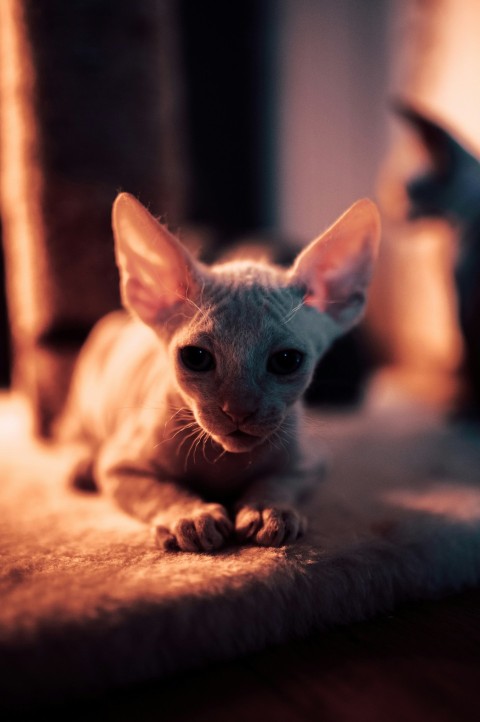 gray cat on brown textile UXdmKdx