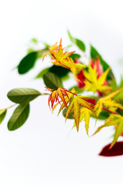 yellow and red plant