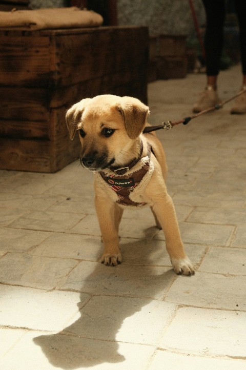 a small dog on a leash TiyCV