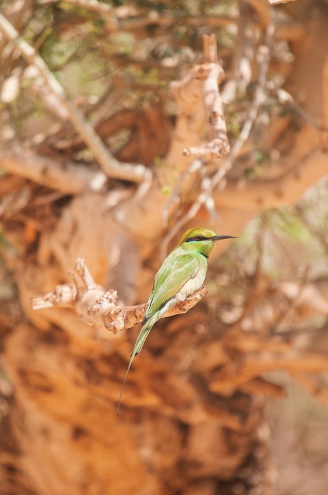 a small green bird perched on a tree branch AP3t