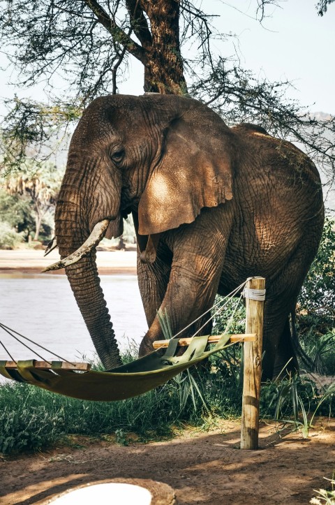 close up photography of elephant