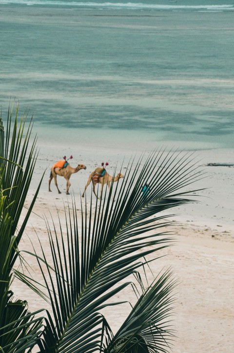 two brown camels walking on beach at daytime