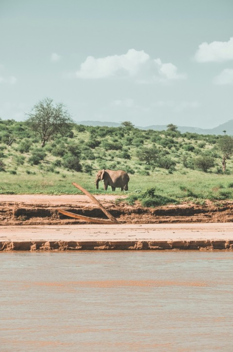 elephant on grass field