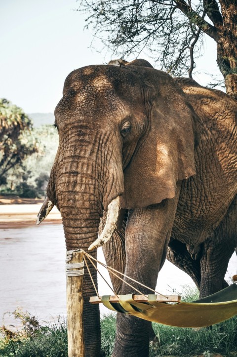 gray elephant standing beside swing pole during daytime cHMPGlV