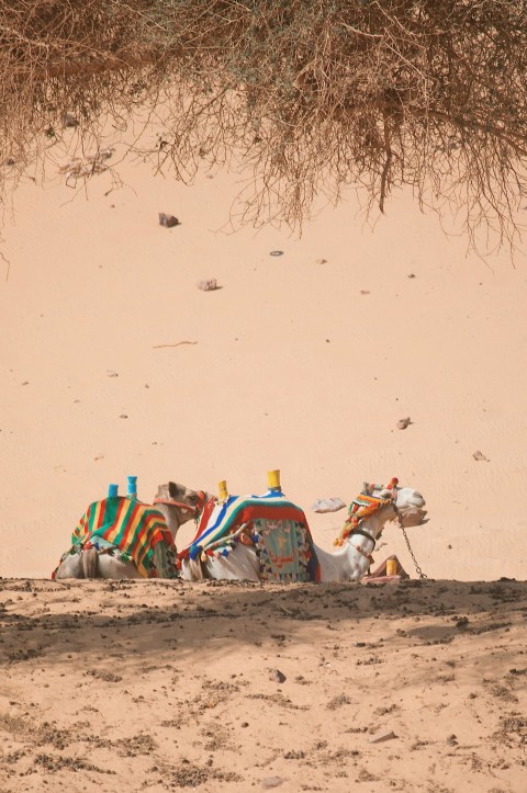 a group of people sitting on top of a sandy beach XzGmTHBS