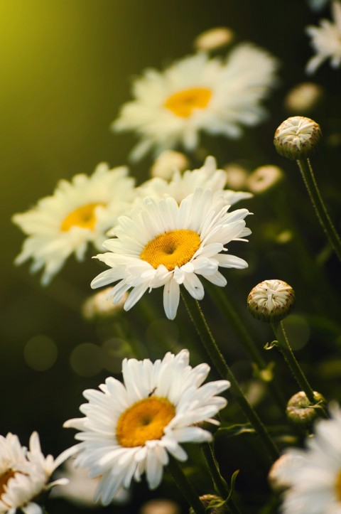 a bunch of white daisies with yellow centers