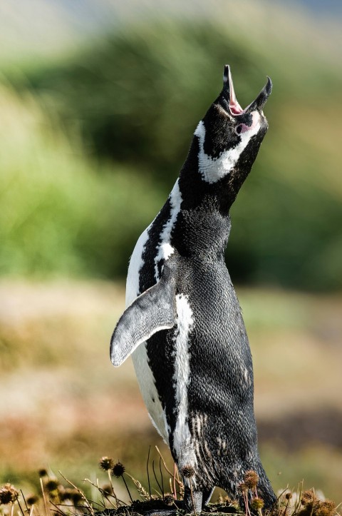 macro shot photo of penguin roaring GQLT