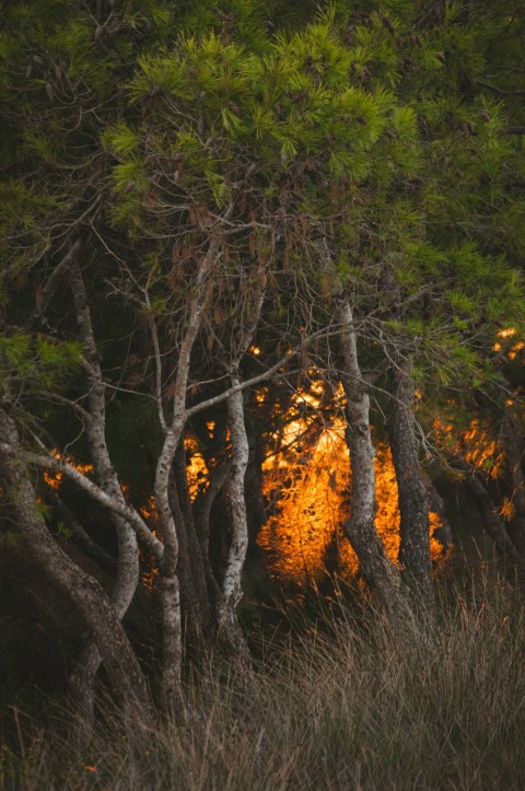 green leafed tree