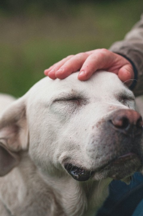 short haired white dog