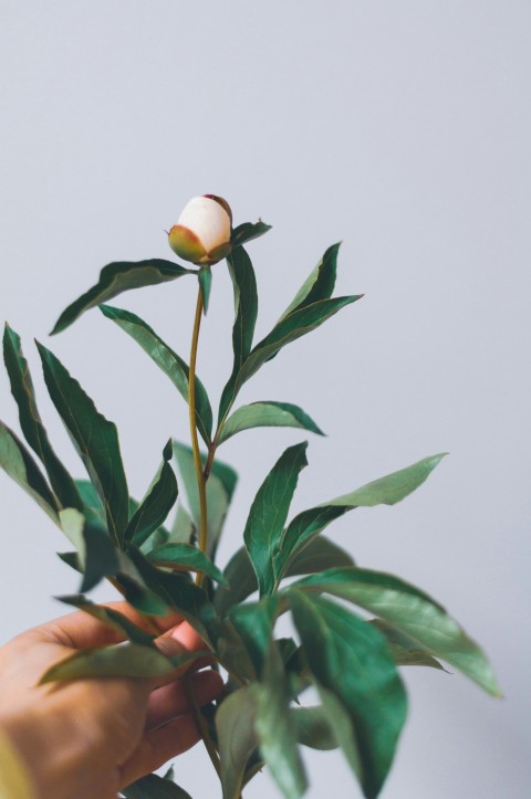 person holding green leafed plant Py_