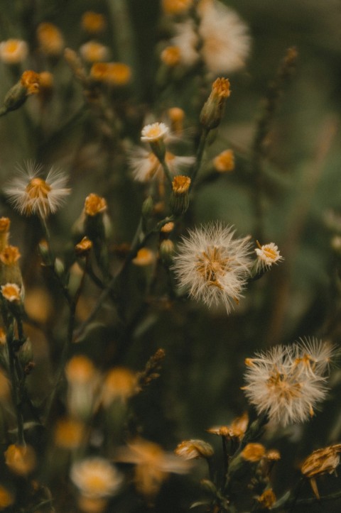 white flowers in tilt shift lens teOIkWroo