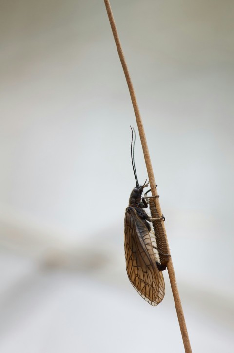 black and brown insect on white surface