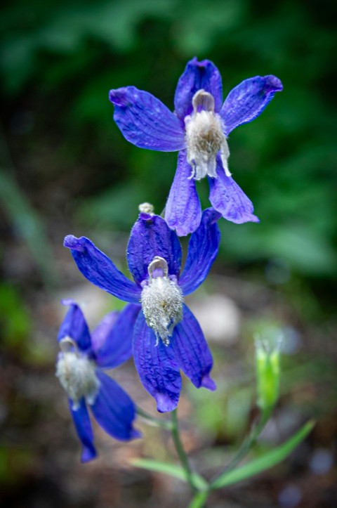 a close up of a blue flower with a blurry background