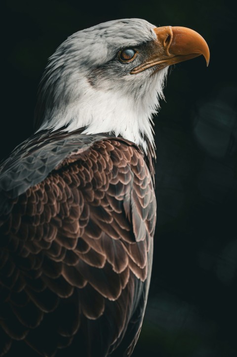 a close up of a bald eagle with a black background