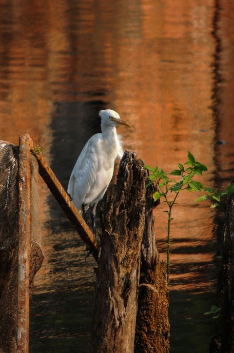 a white bird sitting on top of a wooden post