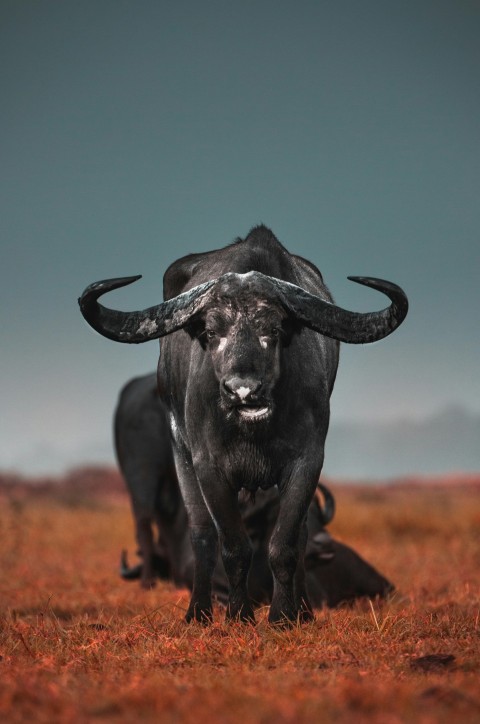 black water buffalo on brown field during daytime ZNGos3i