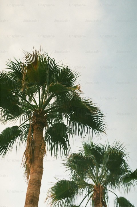 a couple of palm trees that are next to each other