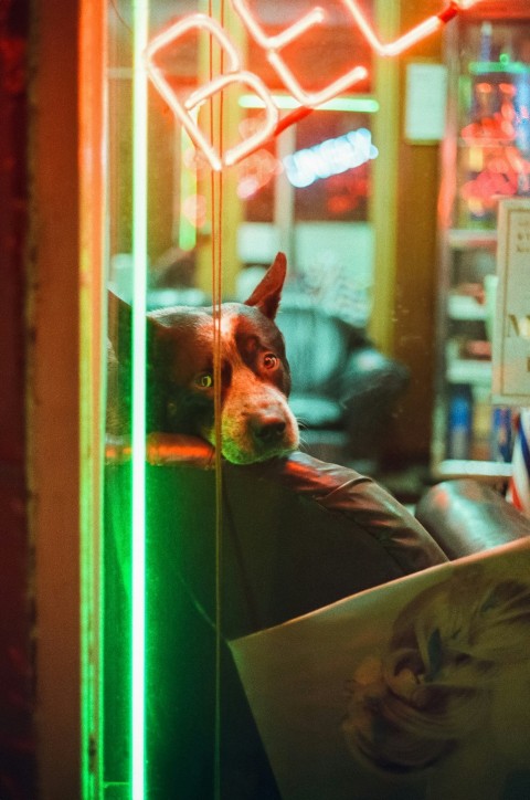 a dog sitting on a couch looking out a window