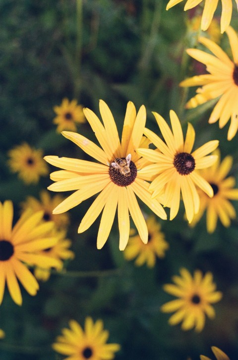 a bunch of yellow flowers that are in the grass