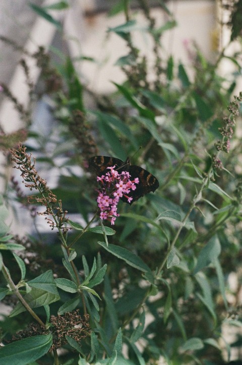 a butterfly sitting on a flower in a garden