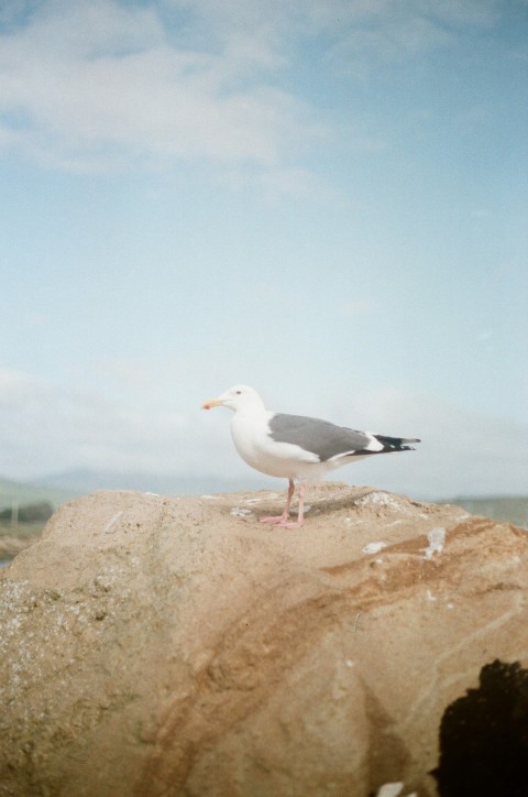 a seagull sitting on top of a large rock