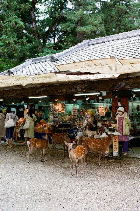 a group of deer standing in front of a store