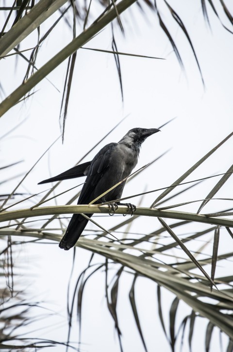 a black bird sitting on top of a palm tree