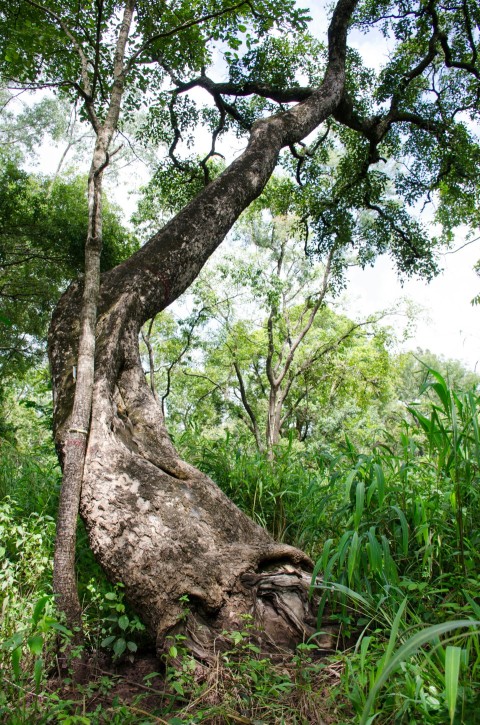 a large tree that is in the middle of a forest