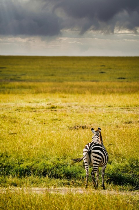 zebra standing on green grass field during daytime _sOB