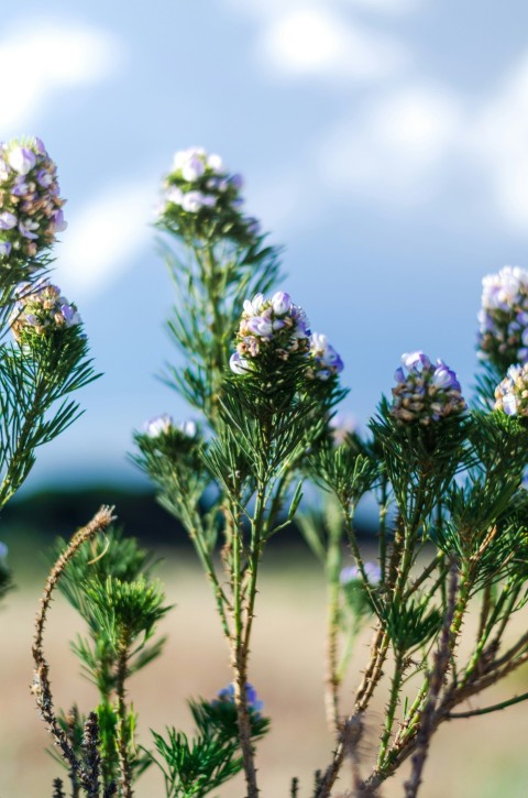 a close up of a plant with purple flowers