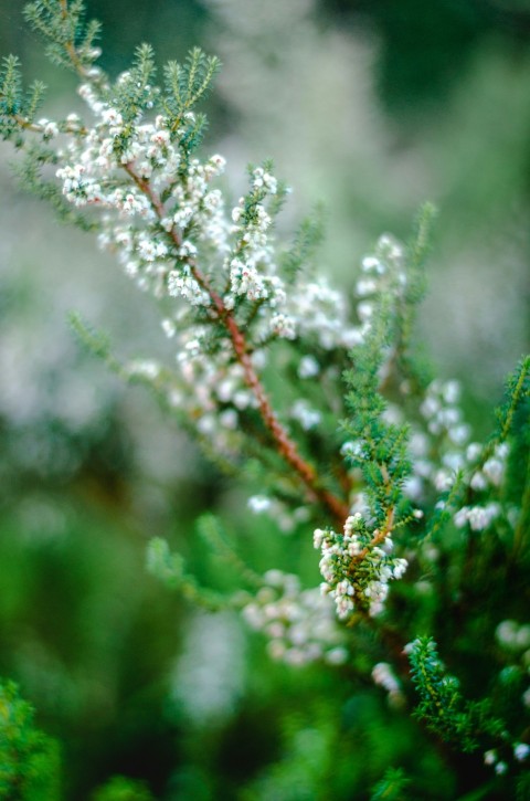 a close up of a plant with white flowers