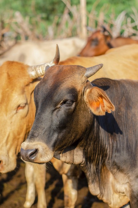 brown cow in tilt shift lens