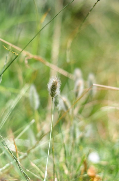 a small bird sitting on top of a grass covered field