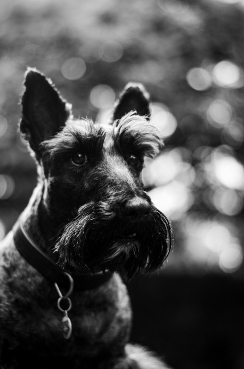 a black and white photo of a dog