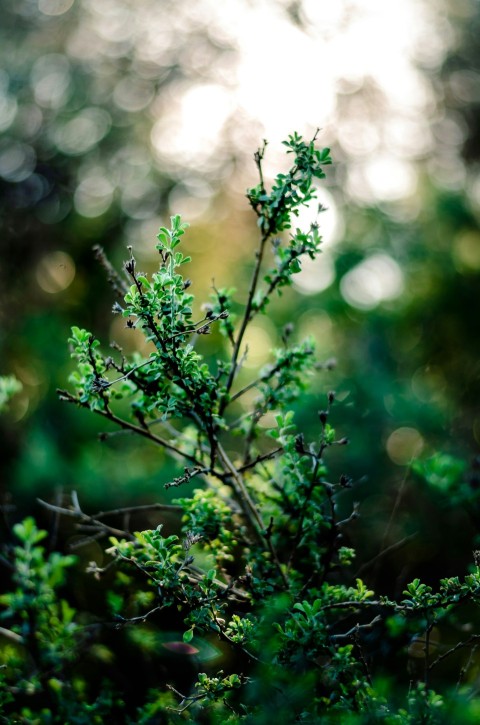 a close up of a plant with lots of leaves