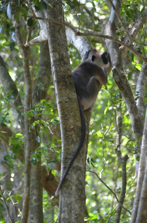 a monkey sitting on a tree branch in a forest