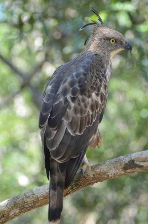 a bird sitting on top of a tree branch