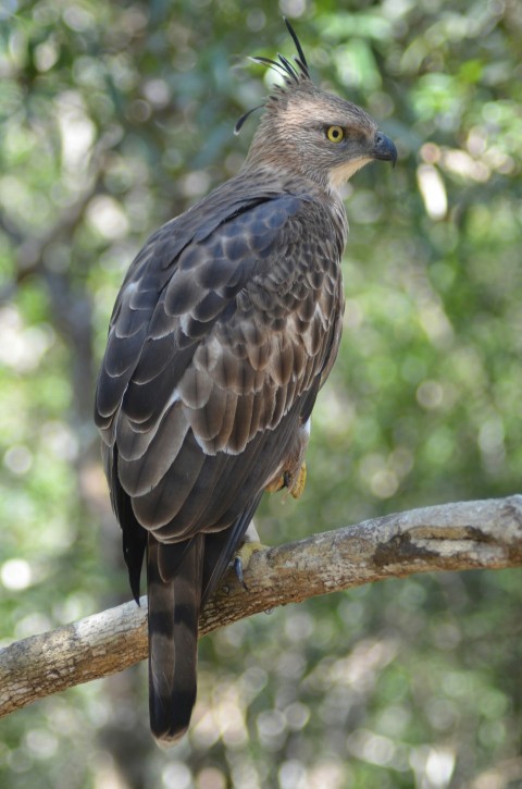 a bird sitting on a branch in a tree