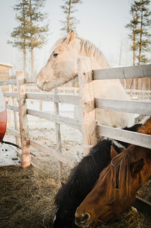 brown horse in white wooden fence during daytime N