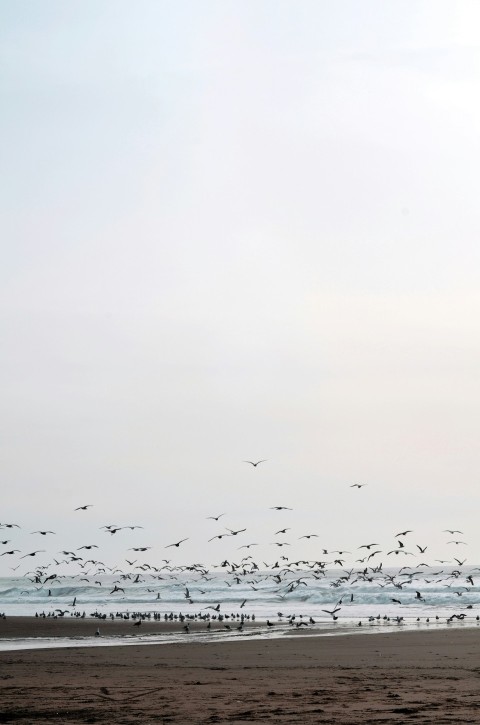 a flock of birds flying over a beach