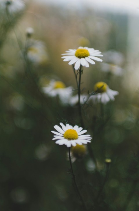 a close up of a bunch of daisies in a field