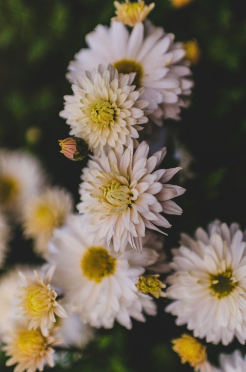 white and purple flower in macro lens