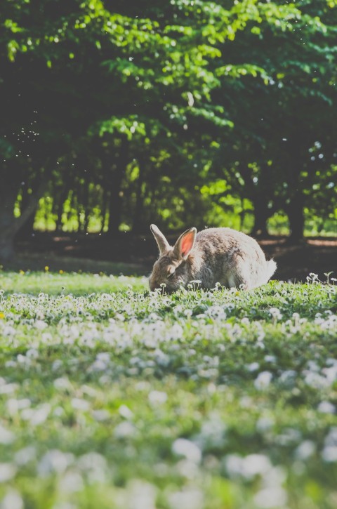 low angle photography of brown rabbit 6lupQ3