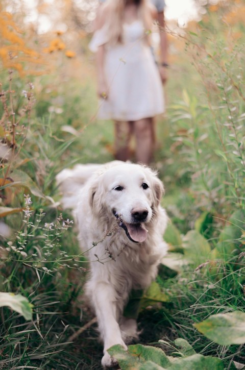 long coated white dog walking on grass field