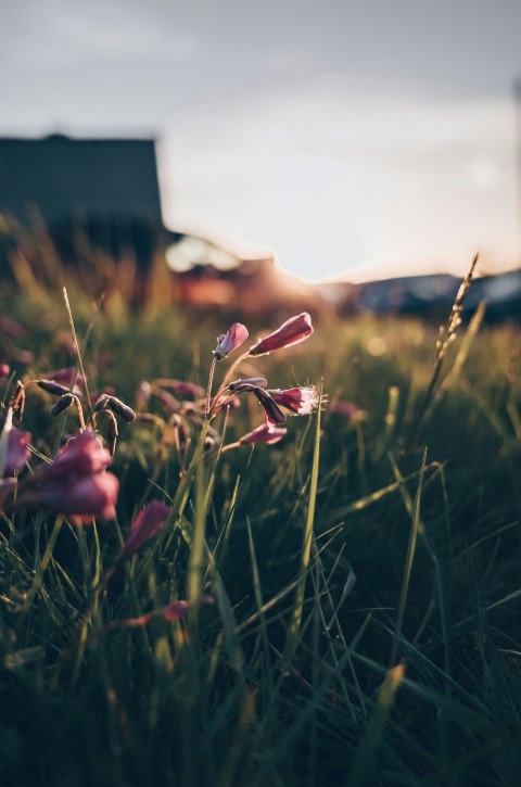 pink petaled flower selective focus w