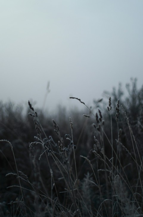 a field of wheat