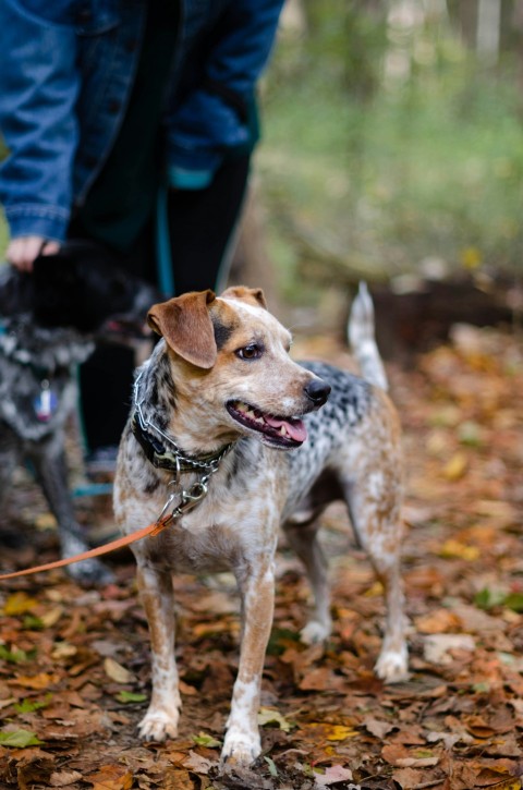 short coated brown black and white dog standing outdoors