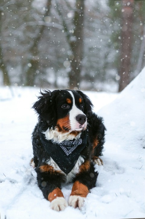 black tan and white dog resting on snow covered land ZIV6