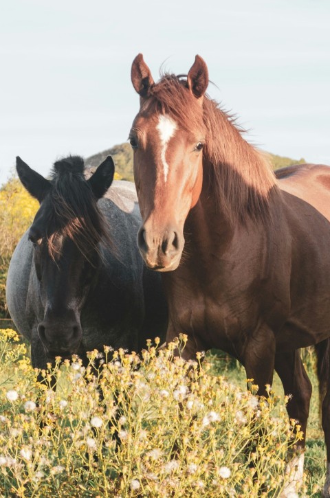 a group of horses standing next to each other in a field